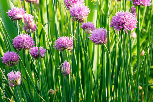 closeup of purple flowering buds of chives in morning light