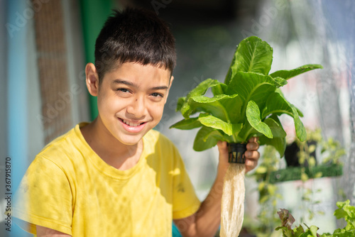 Teen boy watering and harvesting hydroponic vegetable in the house backyard