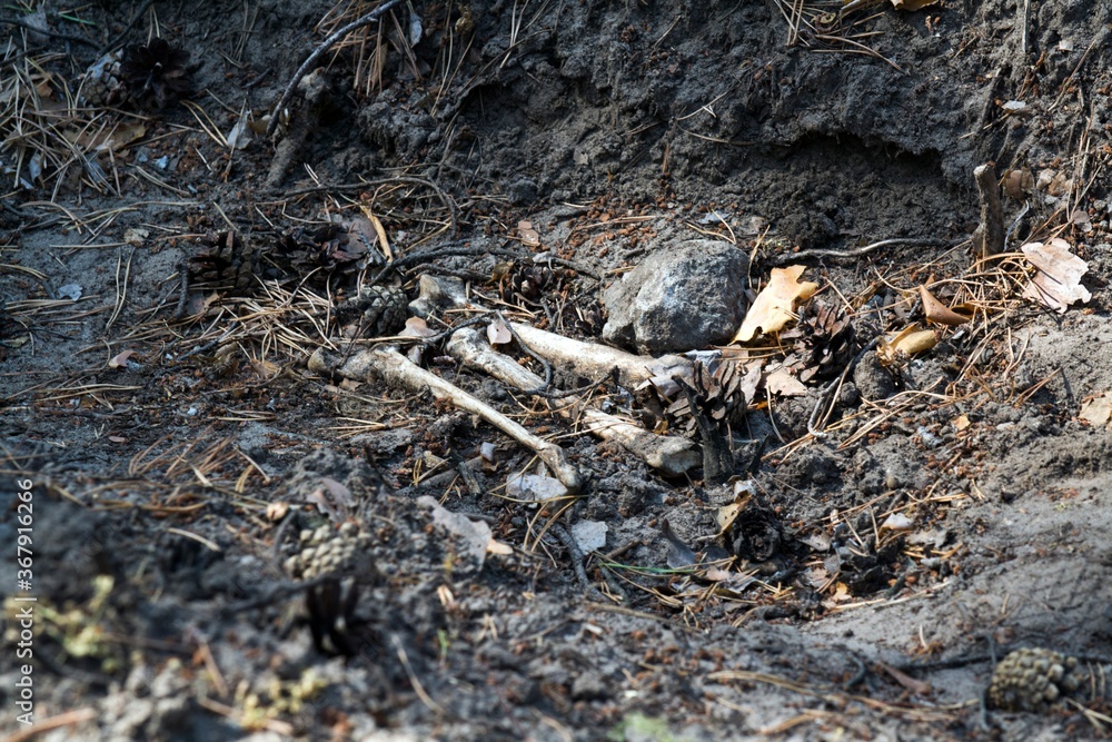 Bones in the ground in the forest. Bones in the ground in the forest.