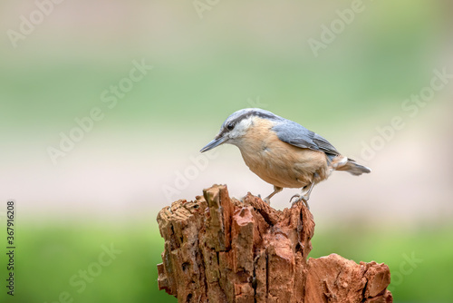 Eurasian Nuthatch (Sitta europaea) on a tree trunk in the forest of  the Netherlands. Green background. © Albert Beukhof