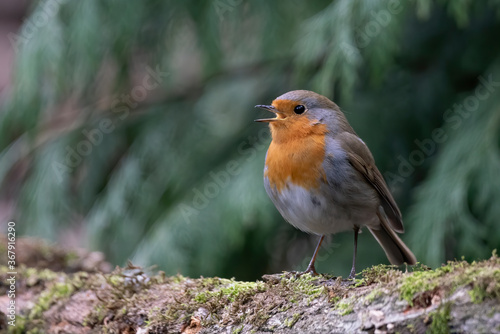 Beautiful European Robin (Erithacus rubecula) on a tree trunk in the forest of Noord Brabant in the Netherlands. copy space. © Albert Beukhof
