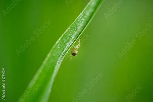 closeup of a small spider on a grass blade