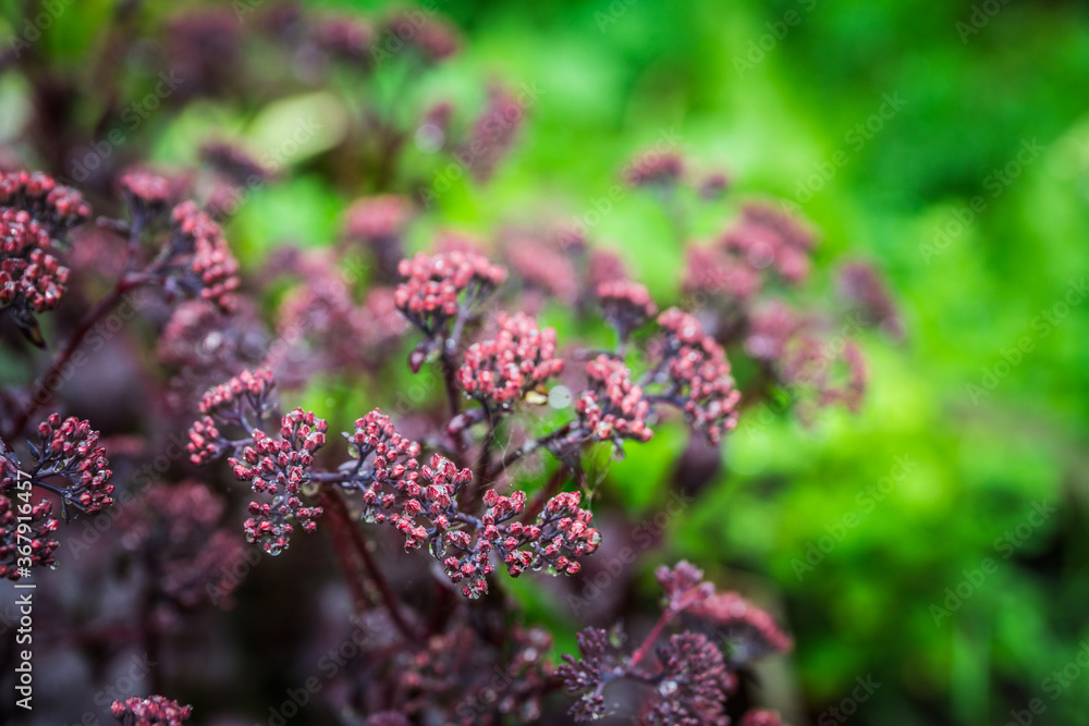 Blooming sedum in the garden. Shallow depth of field. Blooming sedum in the garden. Shallow depth of field.
