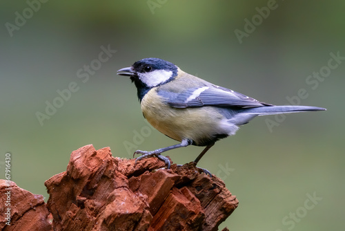 Great Tit (Parus major) on a tree trunk in the forest of Noord Brabant in the Netherlands. 