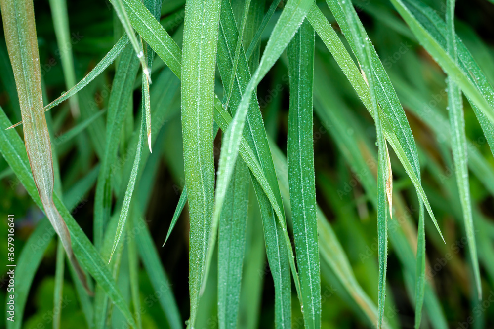 Fototapeta premium green blades with dew drops