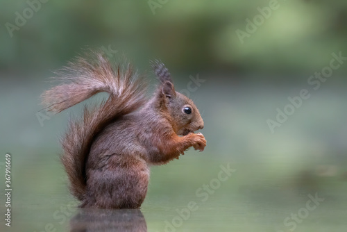 Eurasian red squirrel  Sciurus vulgaris  eating a hazelnut in a pool of water  in the forest of Drunen  Noord Brabant in the Netherlands. Green background.