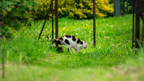 Tree-coloured she-cat sneaking on a green background