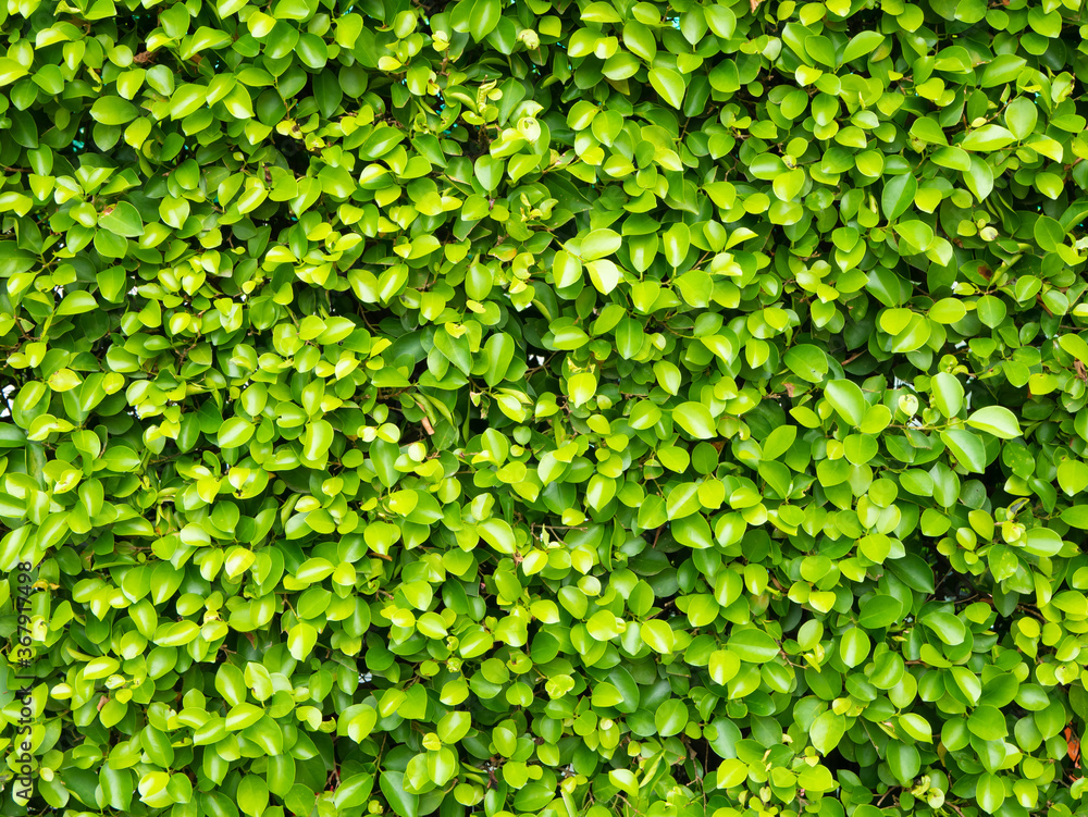 Fototapeta premium Natural green leaves wall background