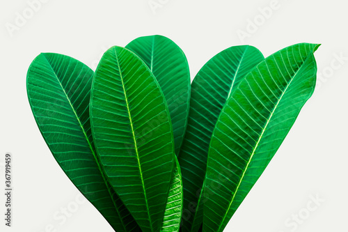 Natural dark green leaves,tropical dark green leaf, large foliage, abstract green texture, nature background for wallpaper