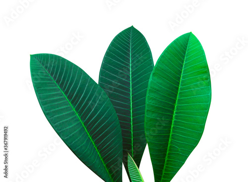 Natural dark green leaves,tropical dark green leaf, large foliage, abstract green texture, nature background for wallpaper