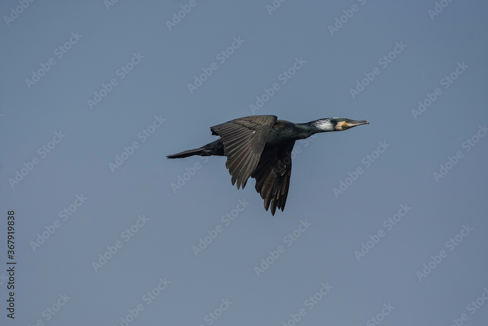Great cormorant (Phalacrocorax carbo).Adults have white patches on the thighs and on the throat in the breeding season. Great cormorant (Phalacrocorax carbo).Adults have white patches on the thighs and on the throat in the breeding season.