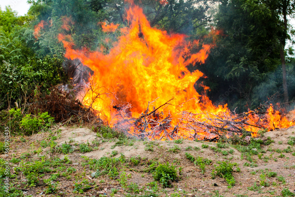 fire in the forest fire in the forest