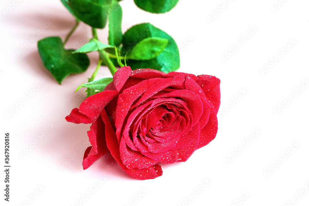 Fototapeta premium Beautiful red rose isolated on white background.