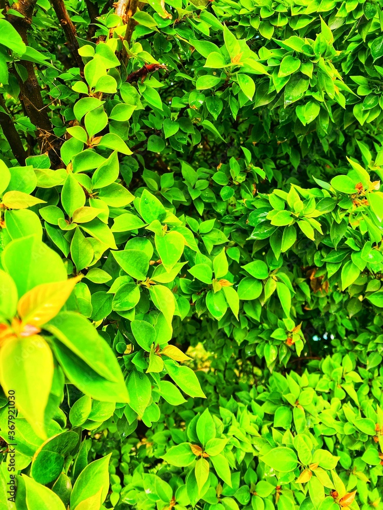 green leaves background green leaves background
