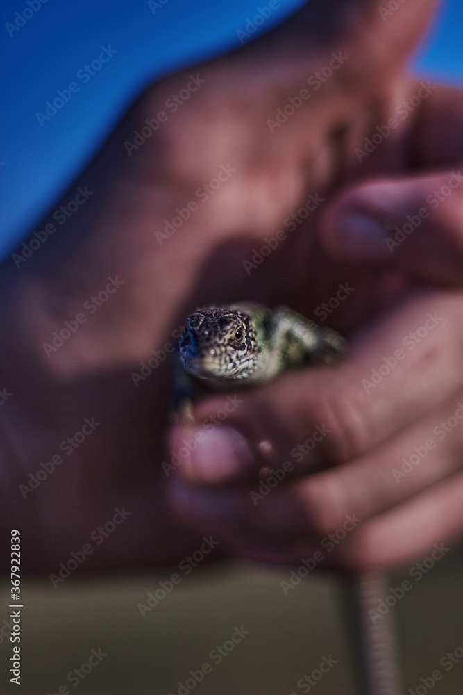 green lizard in hand