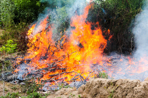 Clearing the territory burning brushwood of tree branches