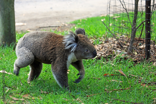 Koala walking - Kennett River, Victoria, Australia