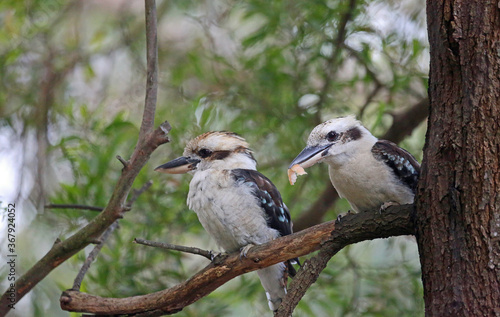 Bilde på lerret Pair of kookaburra - Laughing kookaburra - Victoria, Australia