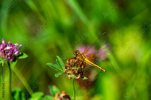 Large dragonfly close-up on a green background. © fotoalex45