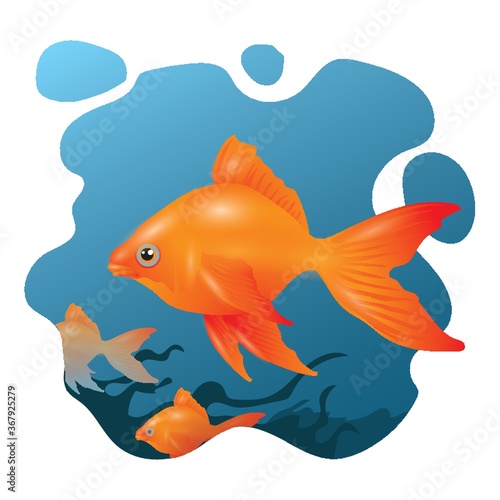 goldfish