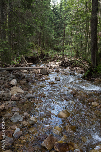 Forest river creek in the mountains © Renat