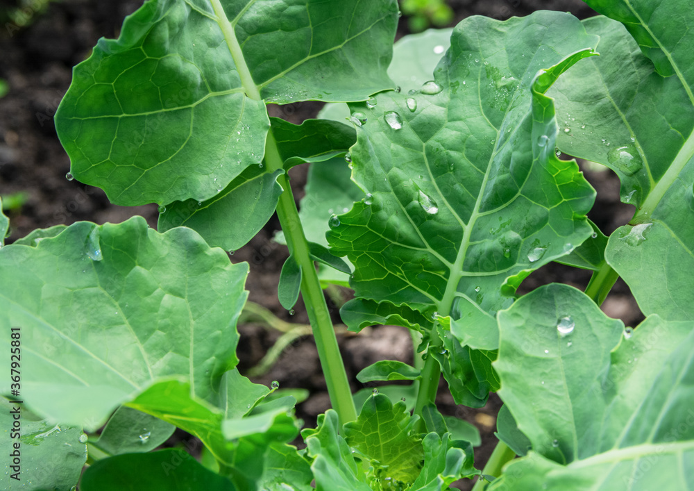 Large drops of dew on green leaves of young cabbage in the garden. Organic greens, green harvest, fresh leaves. Large drops of dew on green leaves of young cabbage in the garden. Organic greens, green harvest, fresh leaves.