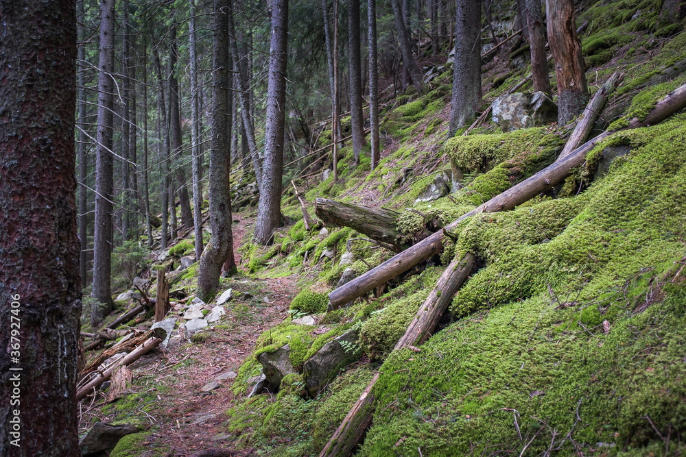 Fototapeta premium Beautiful green coniferous forest in summer