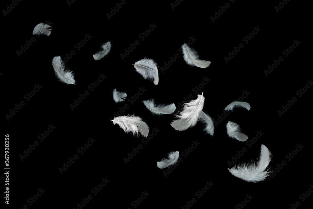 Light fluffy a white feathers floating in the dark. Feather abstract, freedom concept on black background. Light fluffy a white feathers floating in the dark. Feather abstract, freedom concept on black background.