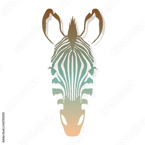 zebra