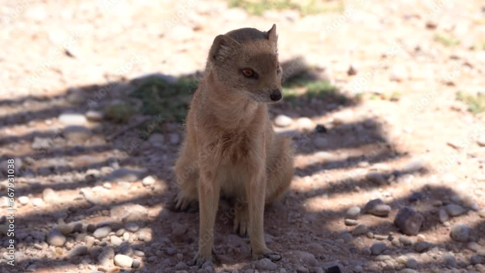 A closeup static shot of a Yellow Mongoose in the shade in the Kalahari Desert. The Mongoose is looking around for food and predators. A closeup static shot of a Yellow Mongoose in the shade in the Kalahari Desert. The Mongoose is looking around for food and predators.