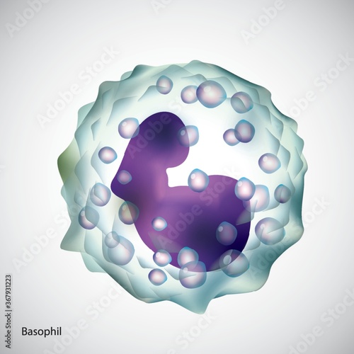 basophil