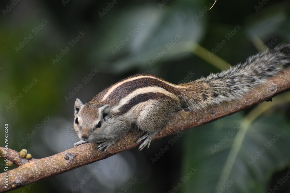 Obraz premium squirrel on a tree