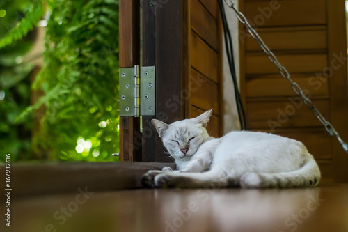 cat on a window sill