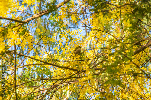 A small silvereye bird perched in the branches of a Western Australian golden wattle tree