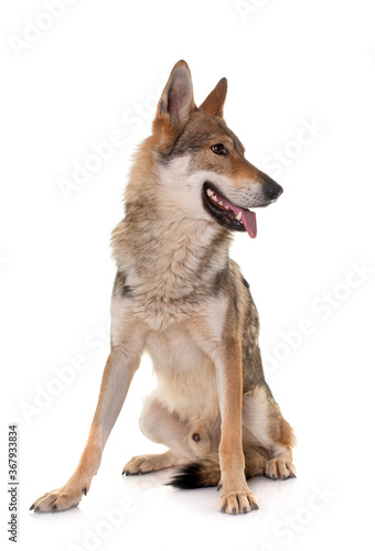  czechoslovakian wolf dog