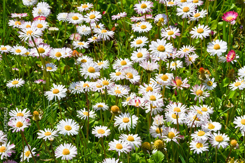 Daisies in a field on sunny day