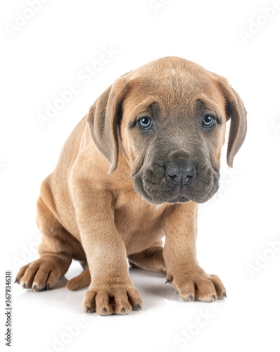 puppy cane corso