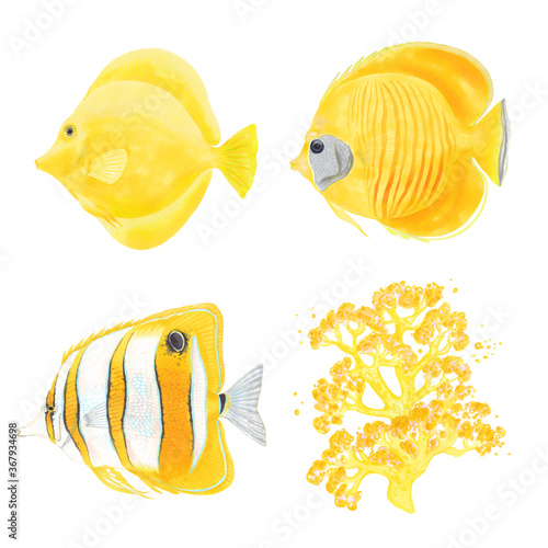 Watercolor illustration set of Angelfish, Yellow Tang Fish, Butterfly fish and coral reef. Hand drawn. Isolated on white background. Yellow colors