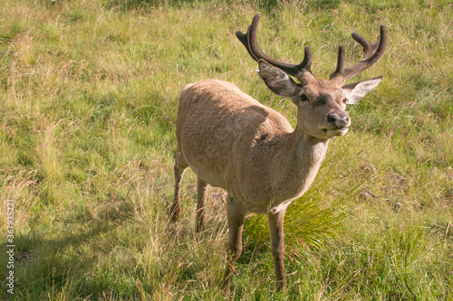 Portrait of young deer in the forest of Paneveggio  Predazzo  Trentino  Italy