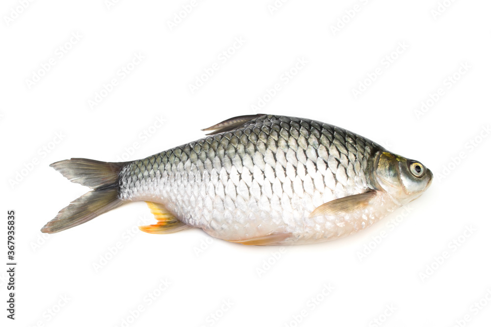 Carp is isolated on a white background. It is a popular freshwater fish.