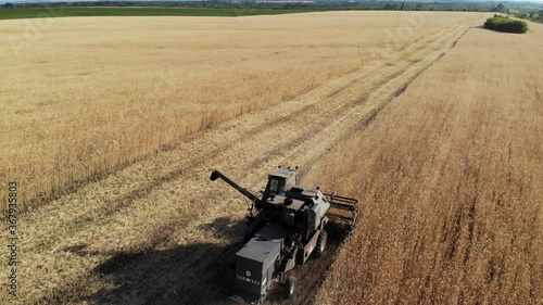 Harvester machine to harvest wheat field working. Combine harvester agriculture machine harvesting golden ripe wheat field. Agriculture