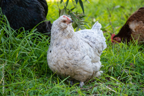 A cute, curious white araucana hen roaming free in a lush green backyard. photo