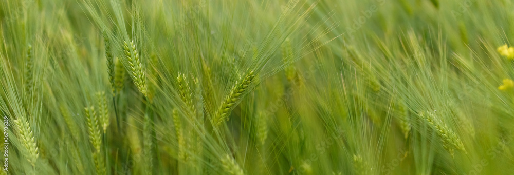 Green young wheat close-up.