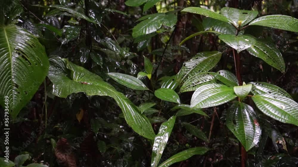 rain in the peruvian rainforest rain in the peruvian rainforest