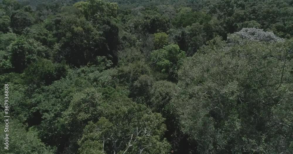 Amazon jungle aerial shot of trees from above, dossel das arvores Amazon jungle aerial shot of trees from above, dossel das arvores