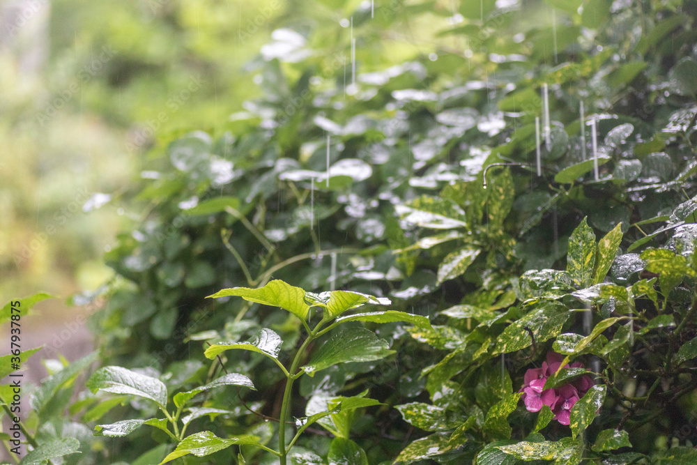 Obraz premium 雨と紫陽花