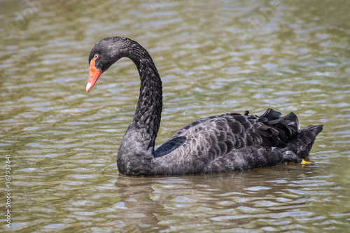 Close up of a black swan, Cygnus atratus, swimming on the water with its head slightly looking down
