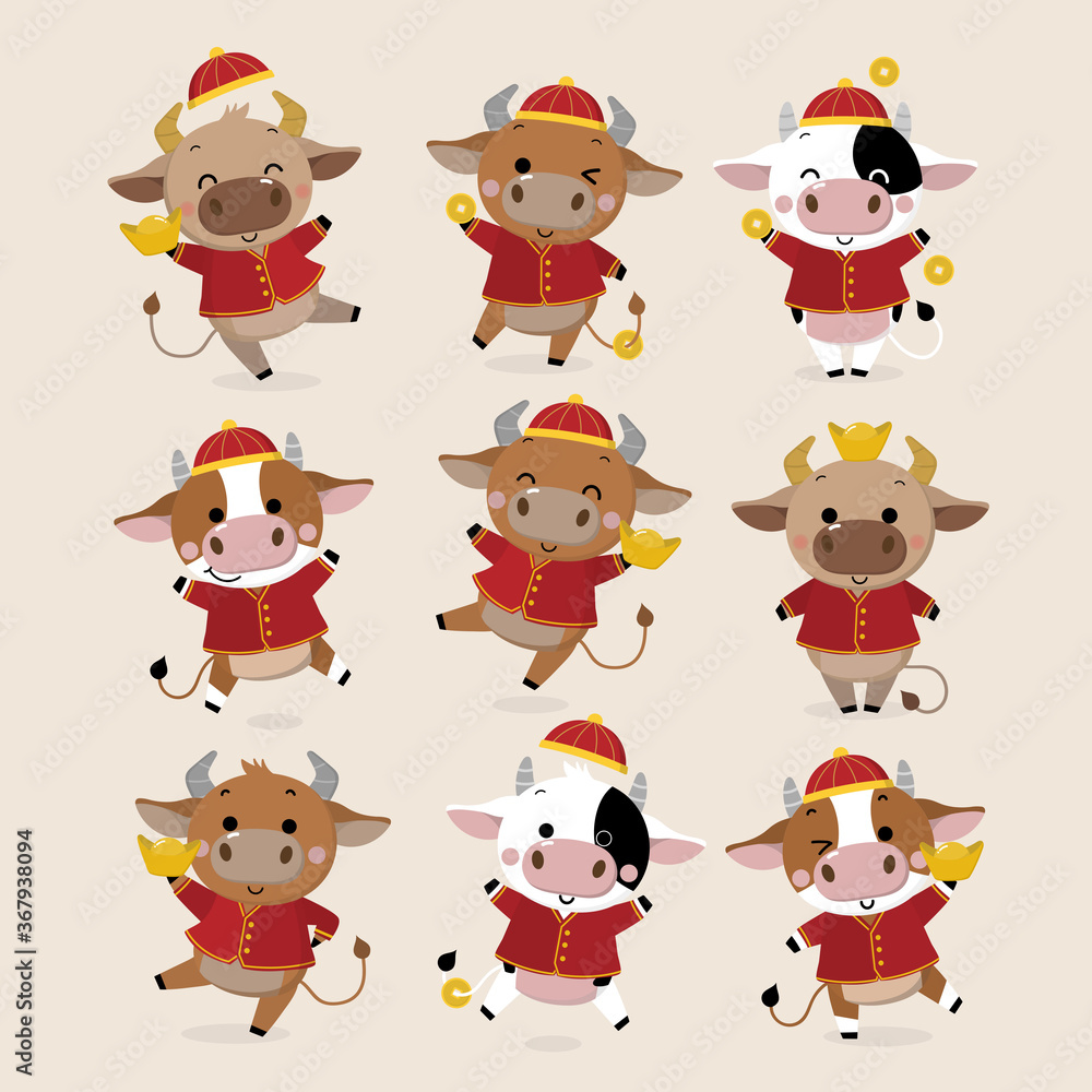 Happy Chinese new year greeting card. 2021 Ox zodiac. Cute cow in red costume and gold money. Animal holidays cartoon character