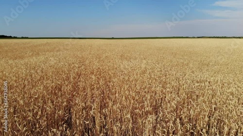 Wheat field. Ears of golden wheat close up. Beautiful Nature Sunset Landscape. Rural Scenery under Shining Sunlight. Background of ripening ears of meadow wheat field. Rich harvest Concept