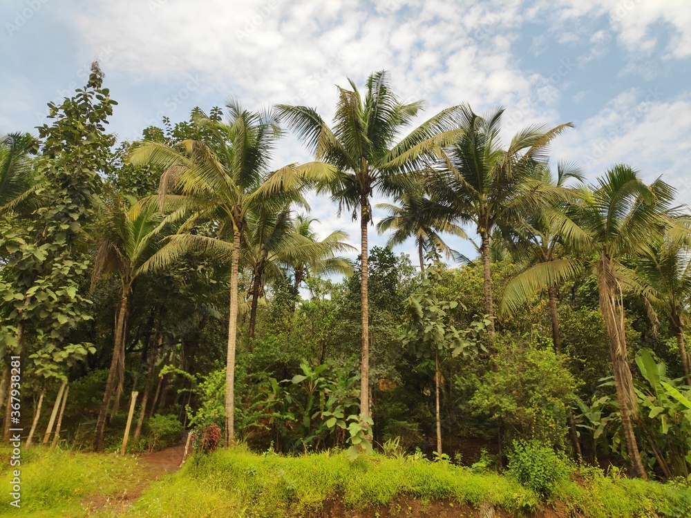 palm trees on the beach